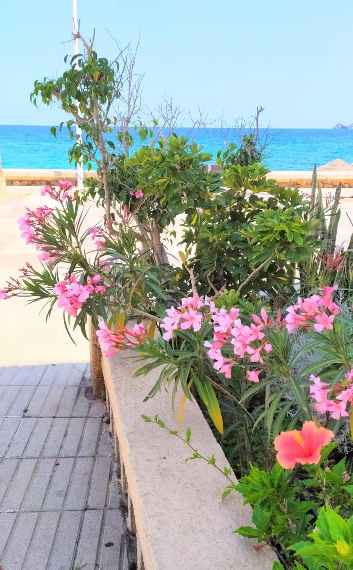Javea Arenal Beach Exteriér fotografie